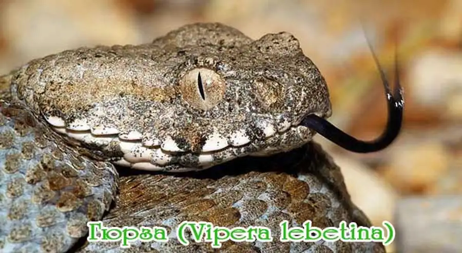 Гюрза (Vipera lebetina) Гюрза (Vipera lebetina)