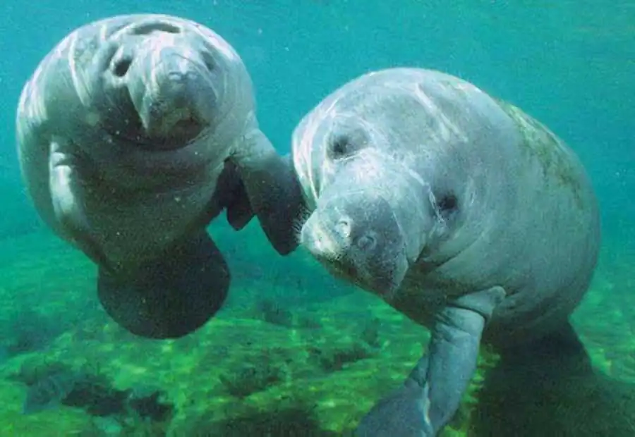 Дюгонь (лат. Dugong dugon) Дюгонь (лат. Dugong dugon)