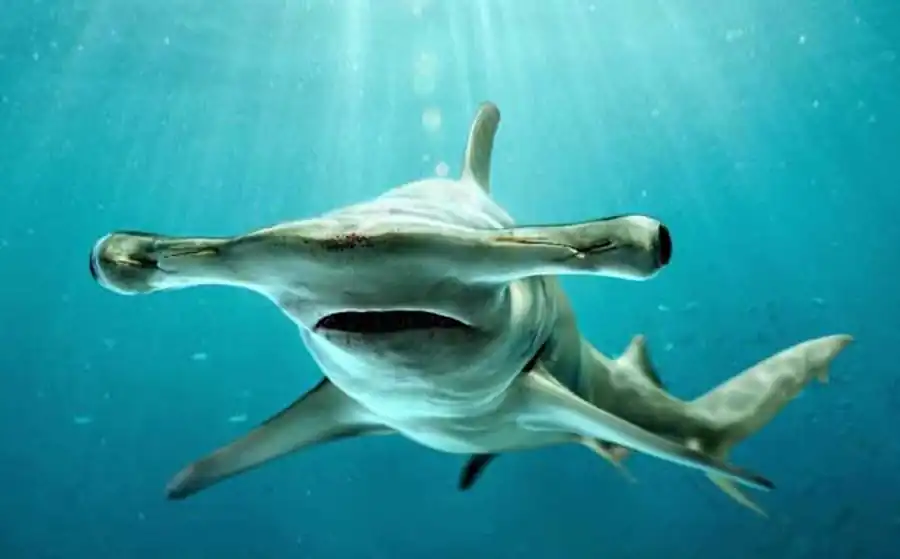 Рыба-молот, или акула-молот (Sphyrna zygaena). Фото и видео рыбы-молот Рыба-молот, или акула-молот (Sphyrna zygaena). Фото и видео рыбы-молот