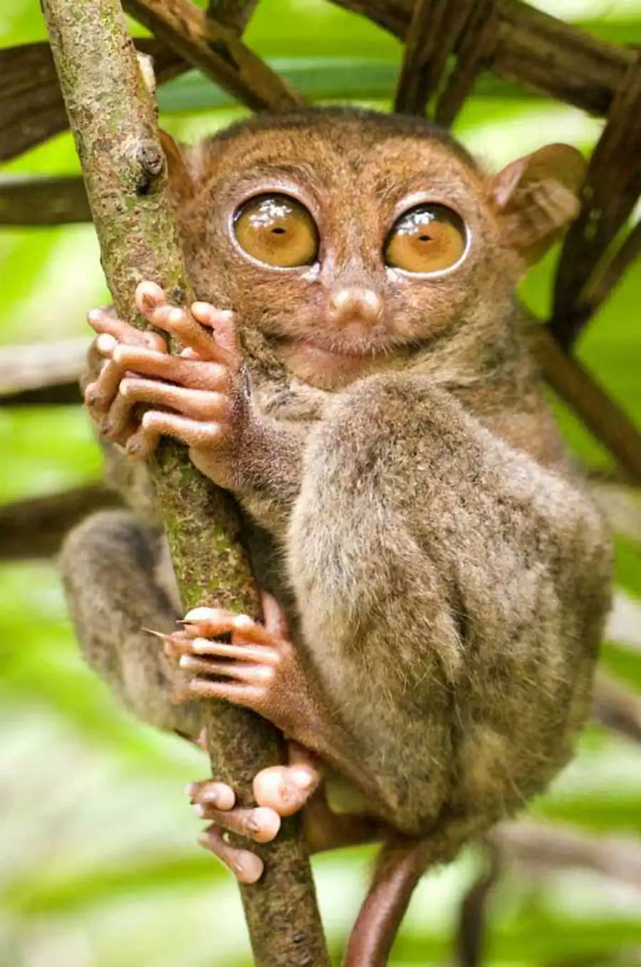 Долгопят (лат. Tarsius). Описание, фото и видео долгопята Долгопят (лат. Tarsius). Описание, фото и видео долгопята