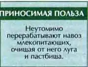 Навозник обыкновенный (Geotrupes stercorarius L) Навозник обыкновенный (Geotrupes stercorarius L)