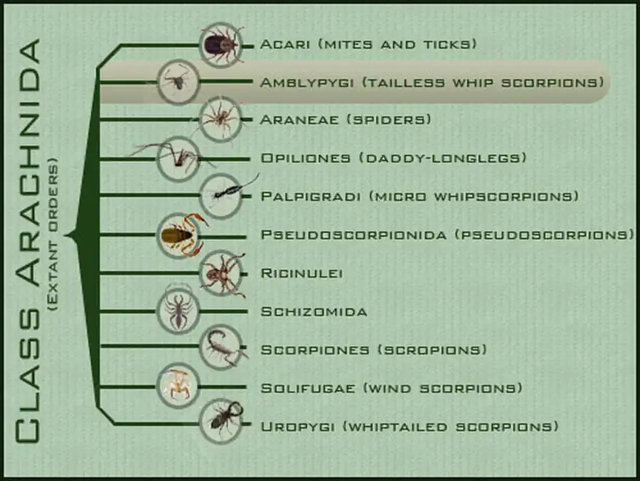 Бесхвостые жгутоногие пауки Бесхвостые жгутоногие пауки