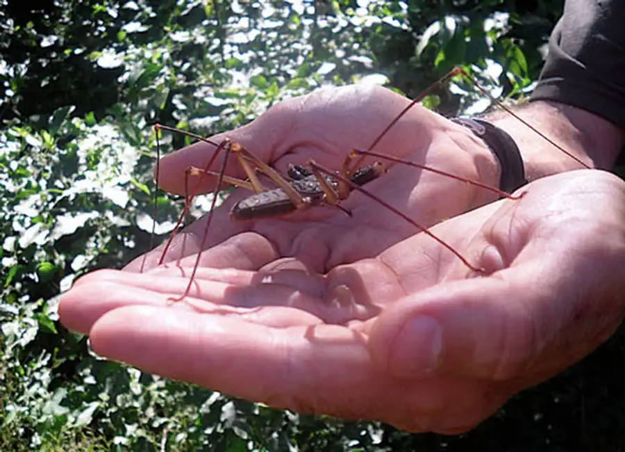 одни из фринов бежит с поля боя одни из фринов бежит с поля боя