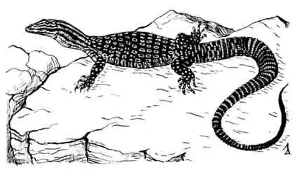Кольцехвостый варан Varanus acanthurus Кольцехвостый варан Varanus acanthurus