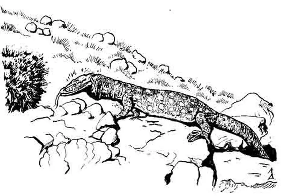 Гигантский варан Varanus giganteus Гигантский варан Varanus giganteus