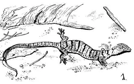 Центральноавстралийский варан Varanus gilleni Центральноавстралийский варан Varanus gilleni