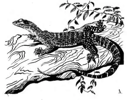 Песчаный варан, или гоанна Varanus gouldii Песчаный варан, или гоанна Varanus gouldii
