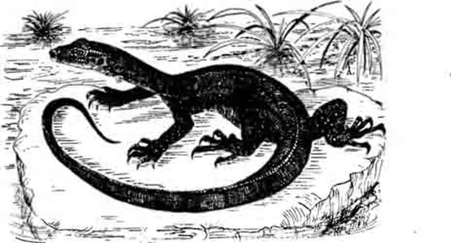 Варан Мертенса Varanus mertensi Варан Мертенса Varanus mertensi