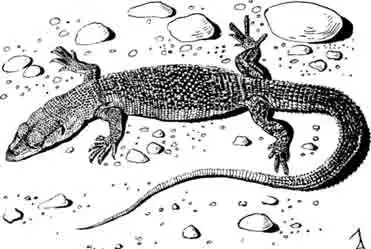 Карликовый варан Varanus primordius Карликовый варан Varanus primordius