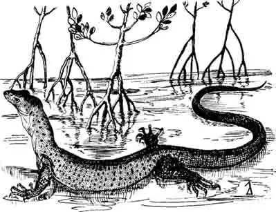 Береговой варан Varanus semiremex Береговой варан Varanus semiremex