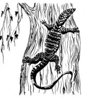 Пестрый варан Varanus varius Пестрый варан Varanus varius