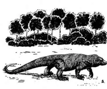 Комодосский варан Varanus komodoensis Комодосский варан Varanus komodoensis