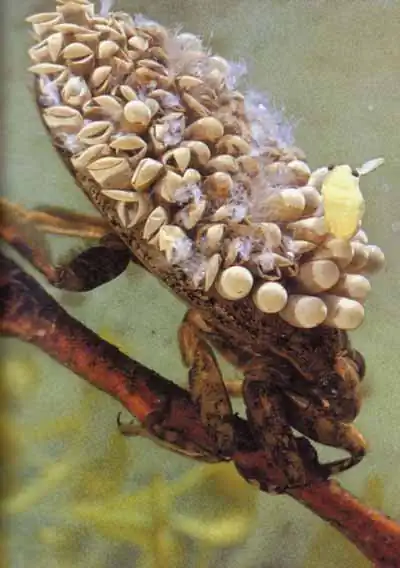 Нагруженный яйцами самец белостомы проделывает упражнения, чтобы обеспечить потомству приток кислорода Нагруженный яйцами самец белостомы проделывает упражнения, чтобы обеспечить потомству приток кислорода