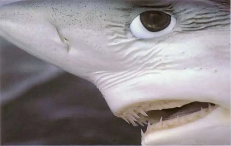 глаза голубой акулы глаза голубой акулы