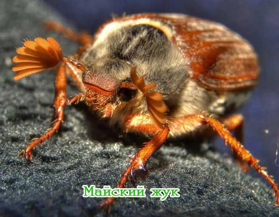 Майский жук или майский хрущ (Melolontha hippocastani). Описание, фото и видео майского жука Майский жук или майский хрущ (Melolontha hippocastani). Описание, фото и видео майского жука