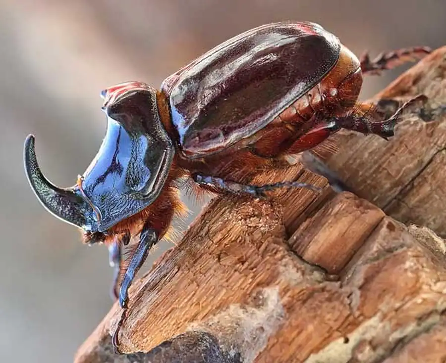 Жук-носорог обыкновенный (Oryctes nasicornis). Описание, фото и видео жука-носорога Жук-носорог обыкновенный (Oryctes nasicornis). Описание, фото и видео жука-носорога