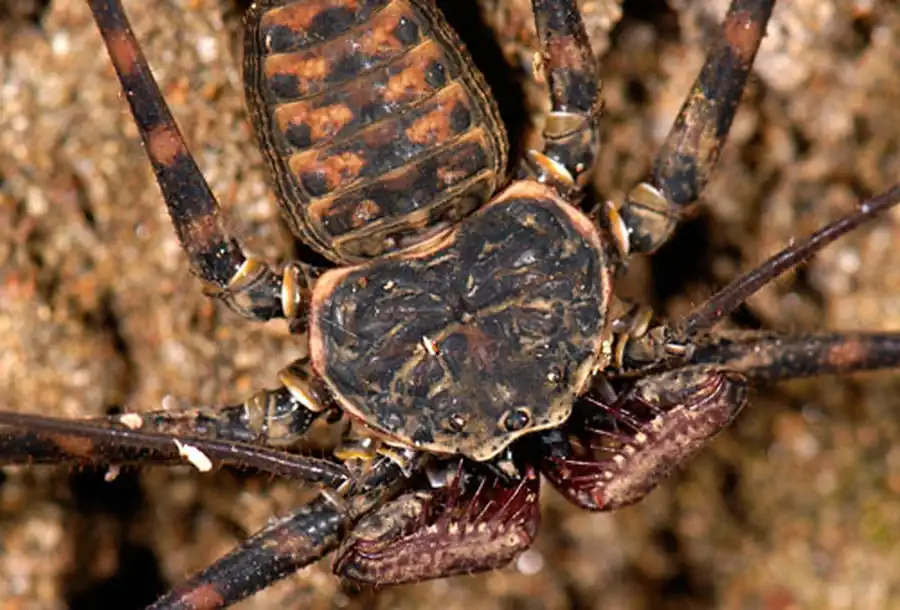 Фрины Фрины